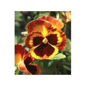  Bronzed Penny Pansy Flower Seed Pack: Patio, Lawn & Garden