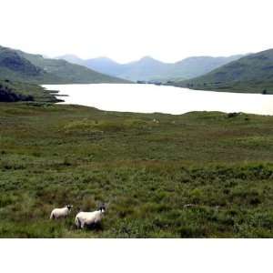  Sheep Graze on the Shores of Loch Arklet in the Trossachs 