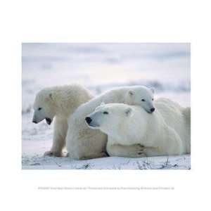  Polar Bear Family in the Arctic 10.00 x 8.00 Poster Print 