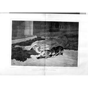  1875 CHARTLON ART SICK DOG PUPPY HOUSE ANTIQUE PRINT: Home 