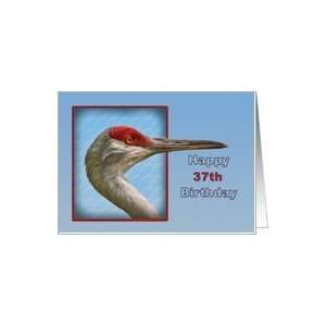  37th Birthday, Sandhill Crane Bird Card Toys & Games