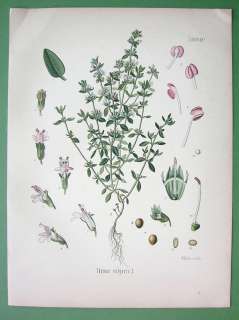 THYME Plant Flower   COLOR Litho Botanical Print  