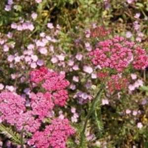  YARROW CERISE QUEEN / four inch Potted Patio, Lawn 