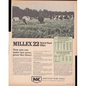  Northrup King Seeds Millex 22 Hybrid Pearl Millet Holstein 