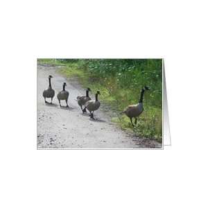  Canadian Geese #3 Nature Photo Blank Note Card Card 