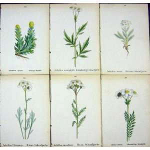  6 ALPINE PLANTS ARTEMISIA SPICATA ACHILLEA CLAVENNAE 