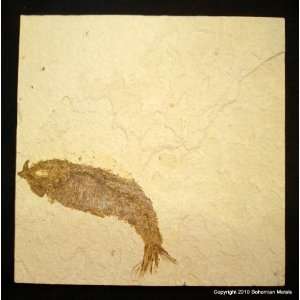  Green River Fm. Fossil Fish 6 in. Tile   Knightia F0226 