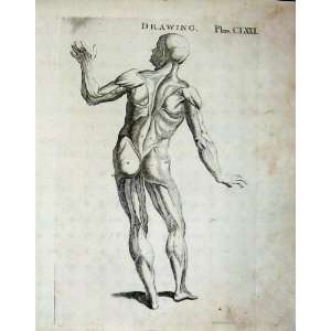  Encyclopaedia Britannica 1801 Human Body Muscle Drawing 