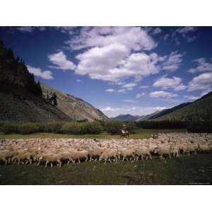 Sheep Herder Tending His Flock in the Sawtooth Mountains Photographic 