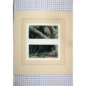   Colour Owl Hedghog Limited Edition Laura Boyd 259/500