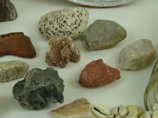 Authentic Lake Sea Shell Lot Collectible Petrified Rock  