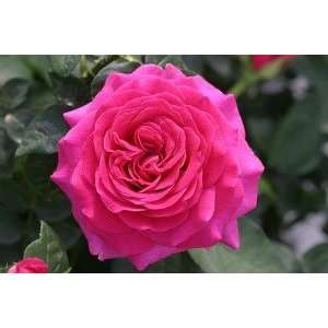  New Orleans Rose Seeds Packet: Patio, Lawn & Garden
