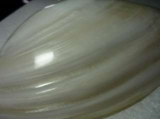 HUGE GREAT PERLE CLAM SEASHELL 270mm10.50Inches WOW TOP  