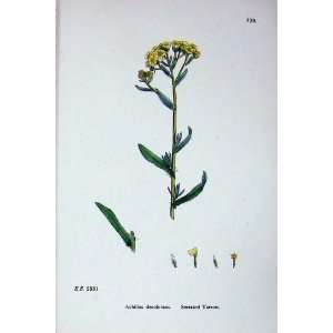   Sowerby Plants C1902 Serrated Yarrow Achillea Colour