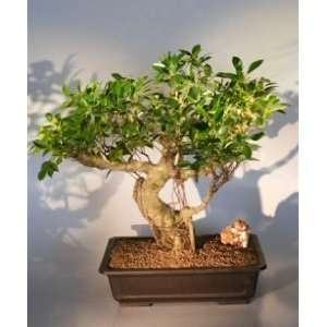 Bonsai Boys Ficus Retusa Bonsai Tree ficus retusa:  