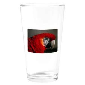 Pint Drinking Glass Scarlet Macaw   Bird: Everything Else