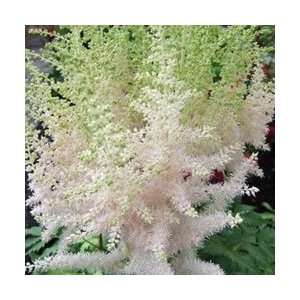  Astilbe   Milk and Honey Perennial Flower Patio, Lawn 