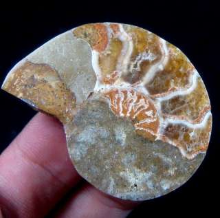 Ammonite Fossil Crystal Cut In Half,Madagascar B44018  