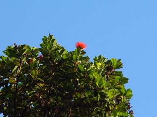 OHIA LEHUA TREE   Hawaiian Native with Red Flowers     