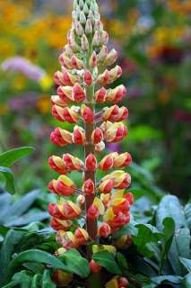 West County Gladiator Lupine   Perennial   Potted   Orange and 