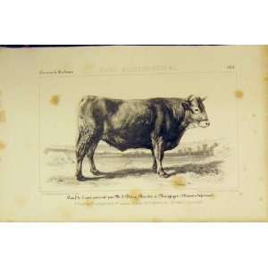  Race Saintongeoise Cattle C1850 French Lithograph Print 