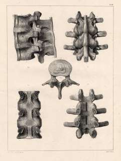 Antique Medical Anatomy Prints CEREBROSPINAL VERTEBRAL SPINE 