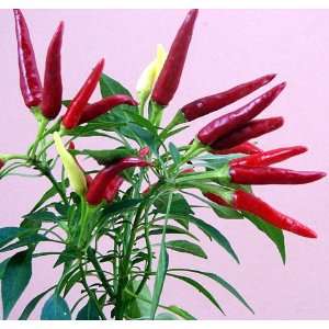  Chilly Chile Pepper Plant   2002 All America Selection 