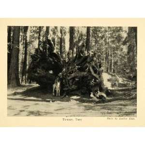1928 Print Tunnel Tree Trunk Roots Sequoia National Park Donkey Forest 