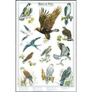  (23x35) Birds of Prey II Hawk Eagle and Falcon 