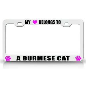  MY HEART BELONGS TO A BURMESE Cat Pet Auto License Plate 