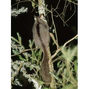  Endangered Leadbeaters Possum Feeds on Tree Sap, Yellingbo 
