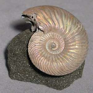  Ammonite Fossil Shell Specimen on Matrix Russia