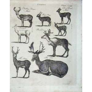   Encyclopaedia Britannica 1801 Animals Stag Deer Fallow