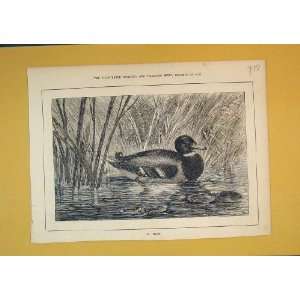   1881 Antique Print Duck River Grass Animal Nature Bird