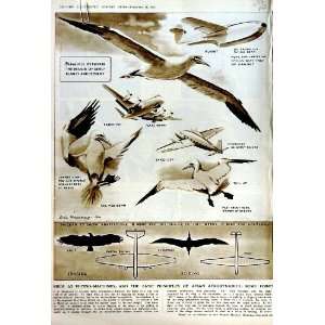    1951 AIRCRAFT BIRDS GANNET JET CINEMA DELL GARFIELD