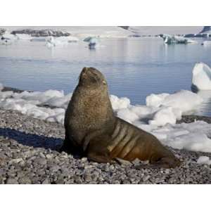  Antarctic Fur Seal on the Beach, Paulete Island, Antarctic 