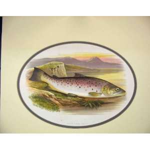   C1880 Houghton Fish Great Lake Trout Chromo Lithograph