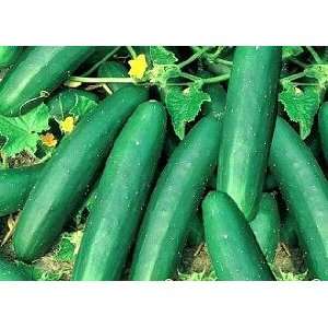  Cucumber Marketer Vegetable Seed Pack Dm Patio, Lawn & Garden