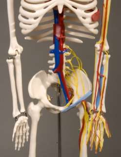 33.5 Human Skeleton w/ Blood Vessels Model New  