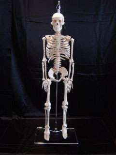Flexible Spine Human Skeleton Anatomical Model 33 1/2  