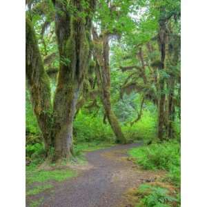 Hall of Mosses, Hoh Rain Forest, Olympic National Park, Washington 