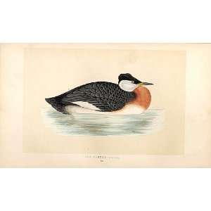   : British Birds 1St Ed Morris 1851 Red Neck Grebe 294: Home & Kitchen