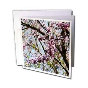 com WhiteOak Photography Floral Prints   North Carolina Red Bud Tree 