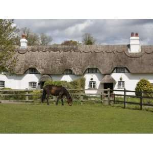  New Forest Thatched Cottage and Pony, Hampshire, England 