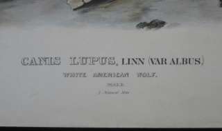 1845 Original Audubon White American Wolf Imperial Folio Quadropeds 