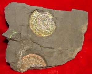 Fossil Ammonite Caloceras Johnstoni Jurassic England AMM043  