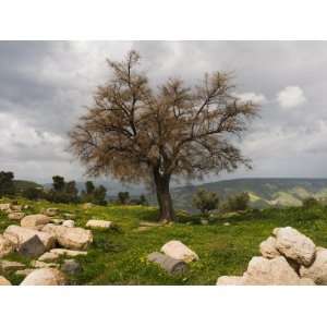 Tree and Ruins, Umm Qais Roman City, Umm Qais, Jordan, Middle East 