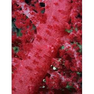  up of Soft Coral, off Sharm El Sheikh, Sinai, Red Sea, Egypt, North 