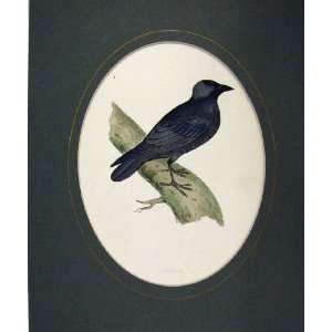    1860 Hand Coloured Print Jackdaw Black Bird Nature