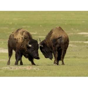 South Dakota, Badlands National Park, Two Young Bison Bulls Enjoy a 
